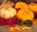 Fall Still Life with Pumpkins, Berries, and Corn Royalty Free Stock Photo