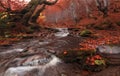 Fall Stream: Great Autumn Beech Forest Landscape In Red Color With Beautiful Mountain Creek And Misty Grey Forest. Enchanted Autum