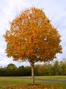 Fall Sugar Maple Royalty Free Stock Photo