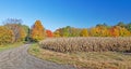 Fall sugar maple trees and corn stalks, curved driveway Royalty Free Stock Photo