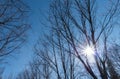 Fall sun shining through canopy of Wild Himalayan Cherry trees in the park with clear blue sky