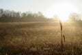 Fall Sunrise and Sunlight Behind Stalk of Sorghum at Missouri Conservation Area Royalty Free Stock Photo