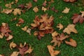 Fall Sycamore Leaves at Rest Royalty Free Stock Photo