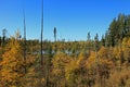 Fall Tamaracks and Pines Royalty Free Stock Photo