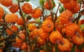 Fall Thanksgiving decor small orange pumpkins bouquet Royalty Free Stock Photo