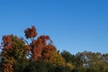 Fall theme background -Bright multi-colored autumn trees against a very blue sky - room for copy