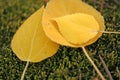 Fall time aspen leaves