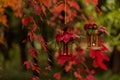 Fall time. Autumn decoration. Candlesticks in the form of lanter Royalty Free Stock Photo