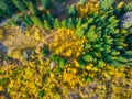 Fall time. A drone view of the woods. An aerial view of an autumn forest. Natural background from a drone. Royalty Free Stock Photo