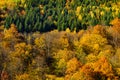 Fall time season. Yellow red and green autumnal wallpaper. Autumn forest nature.
