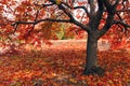 Fall tree Royalty Free Stock Photo