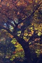 Fall tree against sunlit green leaves