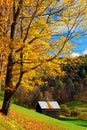 A fall tree begins to lose its leaves in rural Vermont Royalty Free Stock Photo