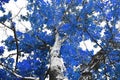 Fall tree with blue leaves and black branches against a white background