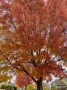 Fall Tree Close-up with Red and Orange Leaves Royalty Free Stock Photo