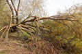 In the fall of a tree fell in the storm water. forcible violation of the atmosphere with strong winds and rain