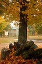 A fall tree frames the homes in a historic small town