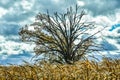 Fall Tree, Half Bare, Blowing Corn in Wind, Cloudy Royalty Free Stock Photo