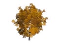 Fall tree isolated Royalty Free Stock Photo