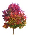Fall Tree Isolated Royalty Free Stock Photo