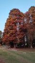 Fall Tree Leaf Playgorund Landscape