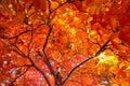 Fall tree leafs background Royalty Free Stock Photo