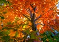 Fall tree leafs background Royalty Free Stock Photo