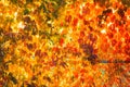 Fall tree leafs background Royalty Free Stock Photo