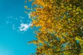 Fall tree tops Royalty Free Stock Photo