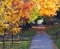 Fall Trees Above City Sidewalk - Denver Colorado