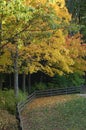 Fall trees changing color