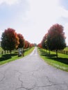 Fall Trees on Country Road Royalty Free Stock Photo