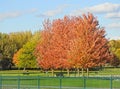 Fall trees at emerson park owasco lake