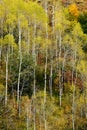 Fall Trees in Field with Mountains in Background Royalty Free Stock Photo