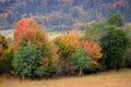 Fall Trees in Field with Mountains in Background Royalty Free Stock Photo