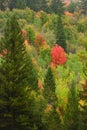 Fall Trees in Field with Mountains in Background