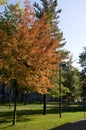 Fall Trees At Harvard