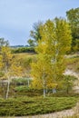 Fall Trees at Kohler-Andrae State Park, Lake Michigan