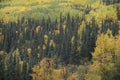 Fall Trees in Matanuska Susitna Valley Alaska Royalty Free Stock Photo