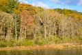 Fall Trees with Morning Sun and Geese Swimming