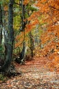 Fall Trees and Path Royalty Free Stock Photo