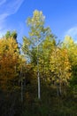 Fall Trees Pine Forest Lush Green Autumn Colors on Mountainside Mountains Royalty Free Stock Photo