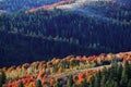 Fall Trees Pine Forest Lush Green Autumn Colors on Mountainside Mountains Royalty Free Stock Photo