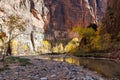 Fall Trees Reflected in Virgin River Royalty Free Stock Photo