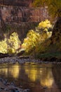 Fall Trees Reflected in Virgin River Royalty Free Stock Photo