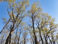 Fall Trees in the Sky: Looking upward to early autumn colored and very tall trees into a clear blue sky - a human`s view of trees Royalty Free Stock Photo