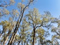 Fall Trees in the Sky: Looking upward to early autumn colored and very tall trees into a clear blue sky - a human`s view of trees Royalty Free Stock Photo