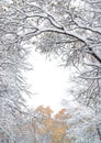 Fall trees under the snow