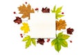 Fall trendy. Dried green leaves, yellow leafs and red berries in shape frame isolated on white background with blank
