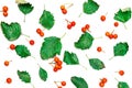 Fall trendy. Green leafs, dry leaves, orange fruits Rowans isolated on white background - Nature pattern. Top view, flat